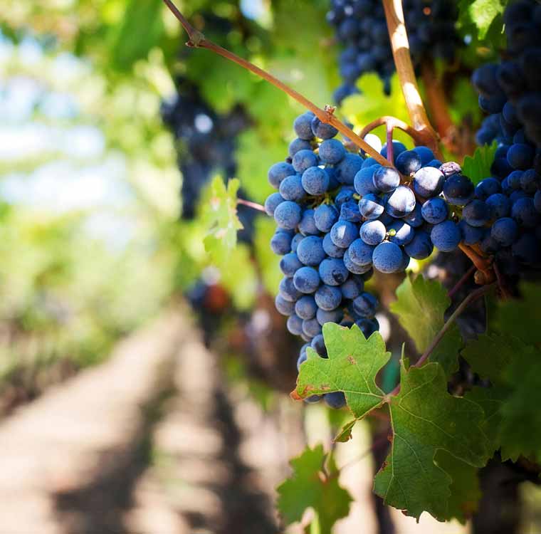 View of grapes from a winery in Langley