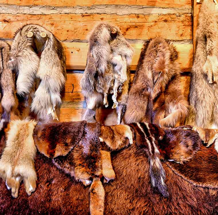 Animal hide in Lethbridge