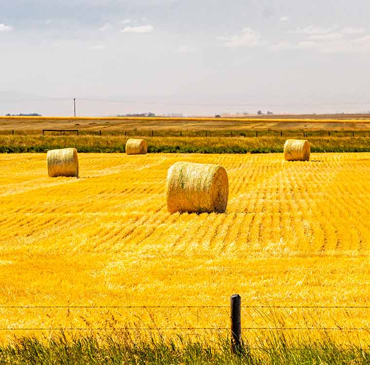 Farm field in Lethbridge