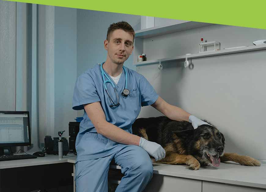 Veterinarian examining a sick dog at a veterinary clinic